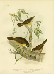 Scrubwren Aliado o Scrubwren de Ceja Blanca, 1891